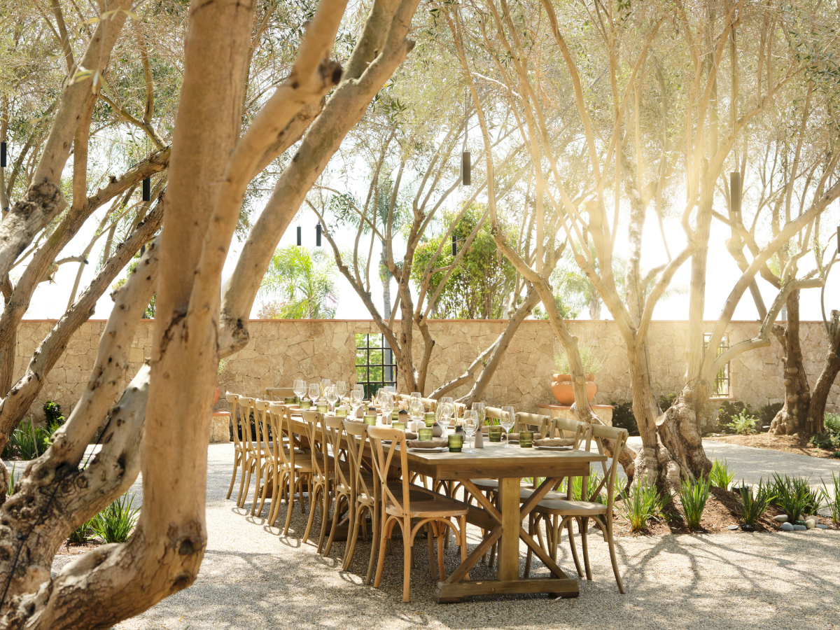 A long wooden table set for a meal in a sunlit courtyard, surrounded by pale trunks and leafy trees, with plates and glasses arranged neatly.